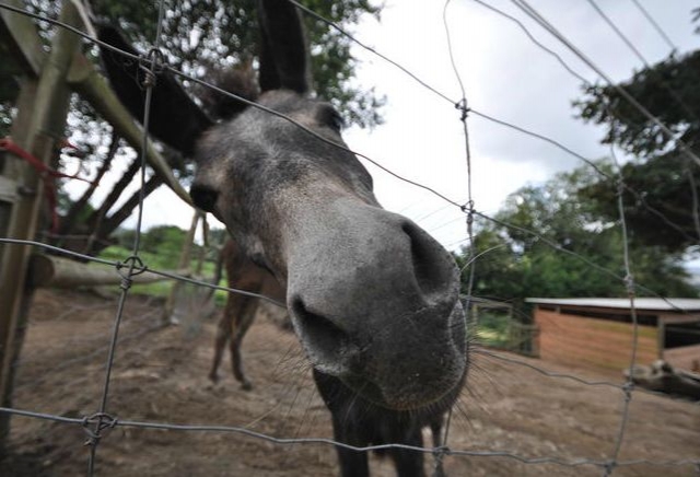 unos burros muy simpaticos